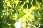 Fotogalerija: Ako vas put od Slatine preko Huma navede prema Voćinu, posjetite Arboretum Lisičine 1 IMG 6330