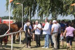 Fotogalerija: U Čađavici je održana 13. međužupanijska izložba hladnokrvnih konja i revija zaprega 9 cadjavica hladno 12