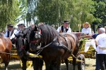 Fotogalerija: U Čađavici je održana 13. međužupanijska izložba hladnokrvnih konja i revija zaprega 26 cadjavica hladno 39