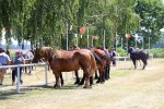 Fotogalerija: U Čađavici je održana 13. međužupanijska izložba hladnokrvnih konja i revija zaprega 37 cadjavica hladno 50