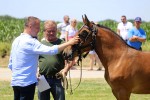 Fotogalerija: U Čađavici je održana 13. međužupanijska izložba hladnokrvnih konja i revija zaprega 41 cadjavica hladno 57