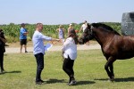Fotogalerija: U Čađavici je održana 13. međužupanijska izložba hladnokrvnih konja i revija zaprega 42 cadjavica hladno 60