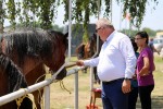 Fotogalerija: U Čađavici je održana 13. međužupanijska izložba hladnokrvnih konja i revija zaprega 45 cadjavica hladno 64