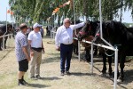 Fotogalerija: U Čađavici je održana 13. međužupanijska izložba hladnokrvnih konja i revija zaprega 46 cadjavica hladno 66