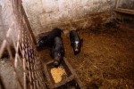 Upoznajte Dinu iz Suhopolja, koji ima samo 12 godina i on svoj džeparac troši na svoje ljubimce kojih ima više od pedeset 5 dino 10 Custom 768x512