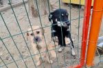 Grad Virovitica donirao hranu za napuštene pse: Nema grada u Hrvatskoj u kojem nije udomljen pas iz virovitičkog Skloništa 3 20201218 121038