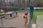 Grad Virovitica donirao hranu za napuštene pse: Nema grada u Hrvatskoj u kojem nije udomljen pas iz virovitičkog Skloništa 4 20201218 121148