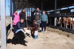 Čudo koje se vidi jednom od 100.000 puta, viđeno je kod Zlate Uglješića: Krava Jasna, na svijet donijela tri teleta 4 ugljesic