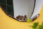 IMG 46251