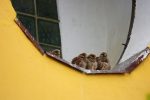 IMG 4629