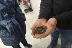 Uljara Ivoš iz Gornjeg Bazja proizvodi vrhunska bučina ulja s oznakama „Hrvatske kvalitete“ 7 ivos8