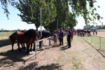 Fotogalerija: Povodom Dana općine u Čađavici održana 14. međužupanijska izložba hladnokrvnih konja i revija zaprega 41 IMG 0101
