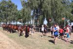 Fotogalerija: Povodom Dana općine u Čađavici održana 14. međužupanijska izložba hladnokrvnih konja i revija zaprega 39 IMG 0111