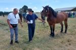 Fotogalerija: Povodom Dana općine u Čađavici održana 14. međužupanijska izložba hladnokrvnih konja i revija zaprega 23 Petrovo Čađavica 27.6.2021 37