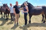 Fotogalerija: Povodom Dana općine u Čađavici održana 14. međužupanijska izložba hladnokrvnih konja i revija zaprega 15 Petrovo Čađavica 27.6.2021 66