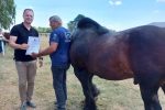 Fotogalerija: Povodom Dana općine u Čađavici održana 14. međužupanijska izložba hladnokrvnih konja i revija zaprega 14 Petrovo Čađavica 27.6.2021 68