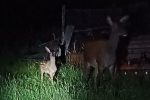 Oni su joj zamijenili majku i ona to nije zaboravila, te svake večeri između 22 i 23 sata dolazi do Prašnjakova imanja, sama otvori vrata na terasi i pozdravlja domaćine 2 kosuta