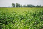 Investicija od 220 milijuna kuna: U Novom Senkovcu niče jedinstvena hibridna tvornica za proizvodnju proteina, škroba i vlakana iz kultura boba i krumpira, prva takva u Europi 9 nutris fotke 7