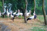 IMG 8985