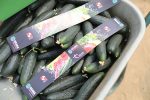 U Hrvatskoj raste proizvodnja krastavaca, a na vrhu TOP 10 uzgajivača krastavaca je Brana d.o.o. Virovitica, dok je Ana-Marija Čajkulić iz Sedlarice na trećem mjestu 2 brana2