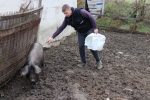 Upoznajte vrijednog Roberta Horvata iz Noskovaca koji uzgaja fajferice i ne planira napustiti selo 2 IMG 9515