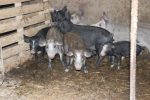 Upoznajte vrijednog Roberta Horvata iz Noskovaca koji uzgaja fajferice i ne planira napustiti selo 5 IMG 9559