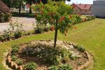 Fotogalerija: Posjetili smo školu Antuna Gustava Matoša u Čačincima koja ima drugi najljepše uređeni školski vrt u Hrvatskoj 2 20210617 112330
