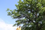 Kroz livade, obronke, kraj jezera, po brdu i niz njega, najvećim dijelom kroz šumu, održale su se "Litice oko Virovitice", jedna od najljepših utrka za trčanje 79 IMG 6039