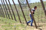 S brojnim kooperantima, virovitička tvrtka Brana godišnje proizvede 6,5 milijuna kilograma voća i povrća od čega izvezu 35 posto, u Pepelanama su EU sredstvima zasadili moderan voćnjak jabuka i šljiva 15 brana majdak obilazak 25