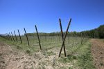 S brojnim kooperantima, virovitička tvrtka Brana godišnje proizvede 6,5 milijuna kilograma voća i povrća od čega izvezu 35 posto, u Pepelanama su EU sredstvima zasadili moderan voćnjak jabuka i šljiva 22 brana majdak obilazak 46