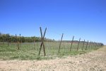 S brojnim kooperantima, virovitička tvrtka Brana godišnje proizvede 6,5 milijuna kilograma voća i povrća od čega izvezu 35 posto, u Pepelanama su EU sredstvima zasadili moderan voćnjak jabuka i šljiva 23 brana majdak obilazak 48