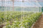 S brojnim kooperantima, virovitička tvrtka Brana godišnje proizvede 6,5 milijuna kilograma voća i povrća od čega izvezu 35 posto, u Pepelanama su EU sredstvima zasadili moderan voćnjak jabuka i šljiva 6 brana majdak obilazak 8