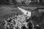 Volim svoju županiju 2022: Pogledajte rezultate foto natječaja Hrvatske zajednice županija, pobjednik za VPŽ je Ivan Selci 6 6. Predvodnik stada Oliver
