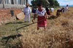 Matica slovačka Zokov Gaj i ove godine tradicionalnom manifestacijom očuvala stare običaje Hrvata-Slavonaca i Slovaka ovoga kraja 9 291391763 603234437993938 200528465881723674 n