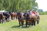 Fotogalerija: U povodu Dana općine u Čađavici održana 15. međužupanijska izložba hladnokrvnih konja i revija zaprega 19 IMG 6956