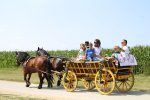 Fotogalerija: U povodu Dana općine u Čađavici održana 15. međužupanijska izložba hladnokrvnih konja i revija zaprega 24 IMG 6992