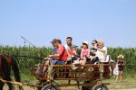 Fotogalerija: U povodu Dana općine u Čađavici održana 15. međužupanijska izložba hladnokrvnih konja i revija zaprega 25 IMG 6994