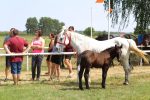 Fotogalerija: U povodu Dana općine u Čađavici održana 15. međužupanijska izložba hladnokrvnih konja i revija zaprega 29 IMG 7013