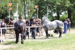 Fotogalerija: U povodu Dana općine u Čađavici održana 15. međužupanijska izložba hladnokrvnih konja i revija zaprega 31 IMG 7017