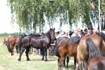 Fotogalerija: U povodu Dana općine u Čađavici održana 15. međužupanijska izložba hladnokrvnih konja i revija zaprega 32 IMG 7028