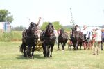 Fotogalerija: U povodu Dana općine u Čađavici održana 15. međužupanijska izložba hladnokrvnih konja i revija zaprega 36 IMG 7082