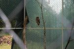 U prirodu je vraćena oporavljena mlada šumska sova 1 IMG 7286