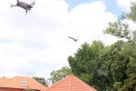 U prirodu je vraćena oporavljena mlada šumska sova 5 IMG 7302