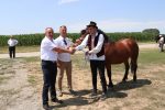 Fotogalerija: U povodu Dana općine u Čađavici održana 15. međužupanijska izložba hladnokrvnih konja i revija zaprega 64 m IMG 4697