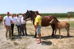 Fotogalerija: U povodu Dana općine u Čađavici održana 15. međužupanijska izložba hladnokrvnih konja i revija zaprega 69 m IMG 4702