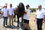 Fotogalerija: U povodu Dana općine u Čađavici održana 15. međužupanijska izložba hladnokrvnih konja i revija zaprega 71 m IMG 4704
