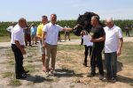 Fotogalerija: U povodu Dana općine u Čađavici održana 15. međužupanijska izložba hladnokrvnih konja i revija zaprega 72 m IMG 4706