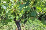 Led “pobrao” vinograde u Virovitičkom vinogorju: Vinogradari zbrajaju štete koje će biti poprilične jer stradalo je 70 posto grožđa 9 20230728 105919 1280x721 Custom