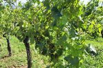 Led “pobrao” vinograde u Virovitičkom vinogorju: Vinogradari zbrajaju štete koje će biti poprilične jer stradalo je 70 posto grožđa 8 20230728 105928 1 1280x721 Custom
