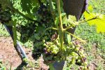 Led “pobrao” vinograde u Virovitičkom vinogorju: Vinogradari zbrajaju štete koje će biti poprilične jer stradalo je 70 posto grožđa 7 20230728 105940 1 1280x721 Custom